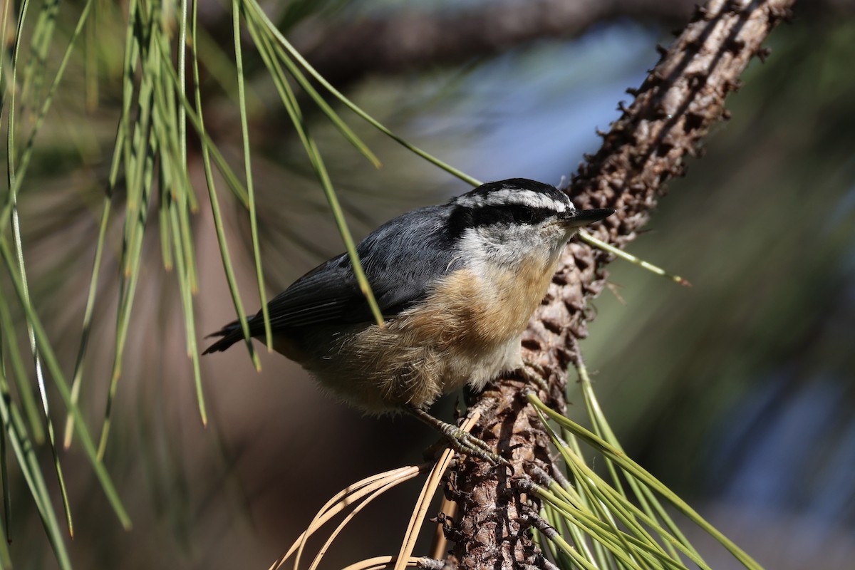 Red-breasted Nuthatch - ML643335460