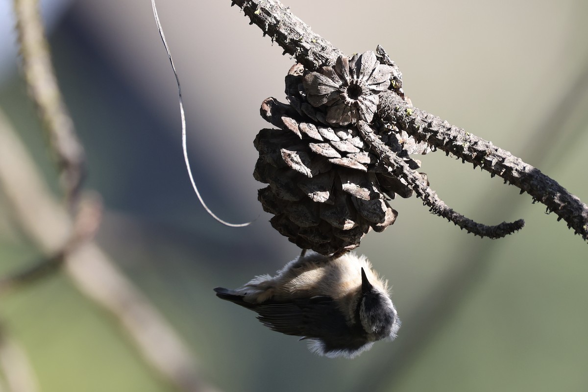Red-breasted Nuthatch - ML643335461