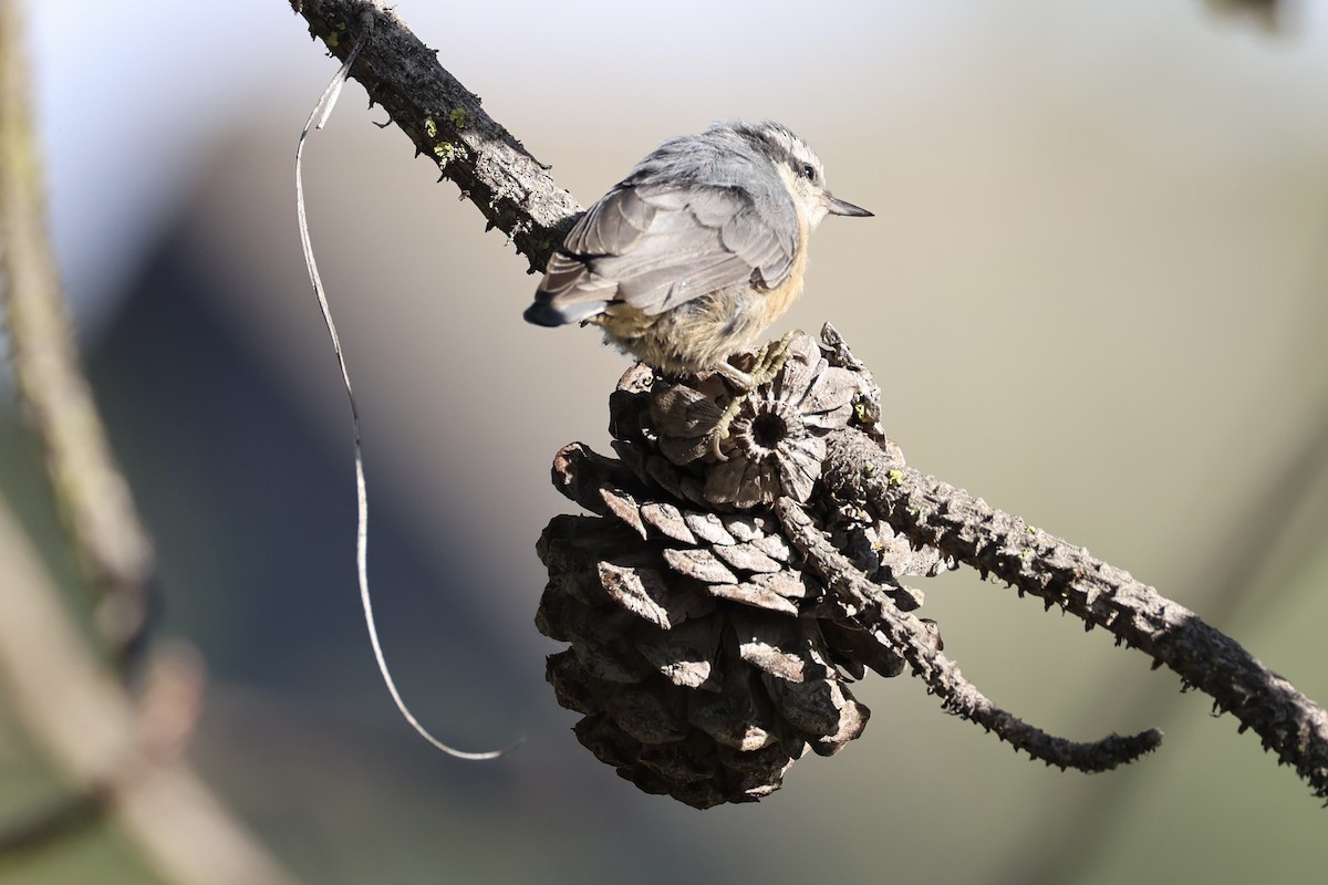 Red-breasted Nuthatch - ML643335462