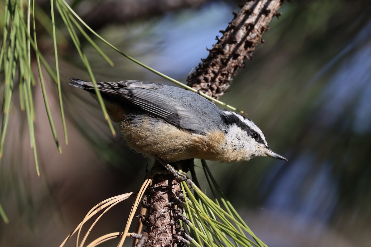 Red-breasted Nuthatch - ML643335463