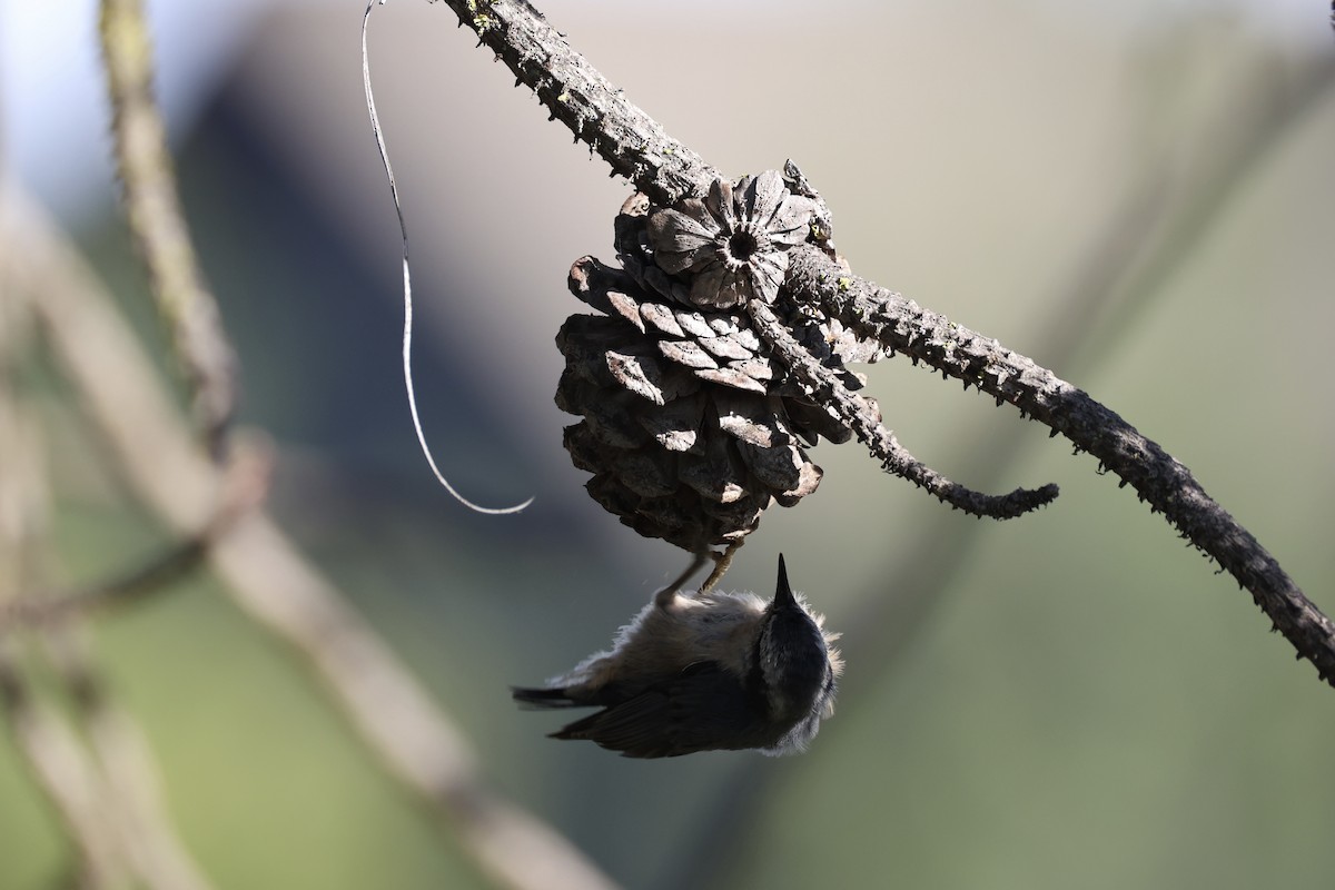 Red-breasted Nuthatch - ML643335464