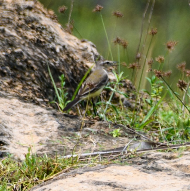 Bergeronnette de Béringie - ML643335477