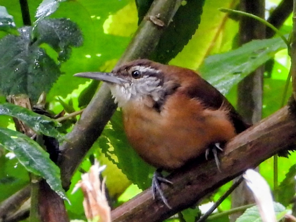 Long-billed Wren - ML643335479