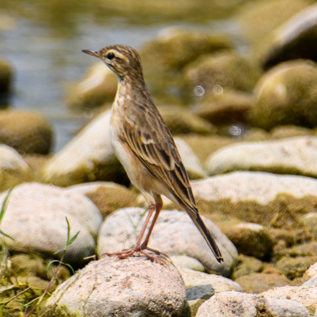 Anthus sp. - ML643335490