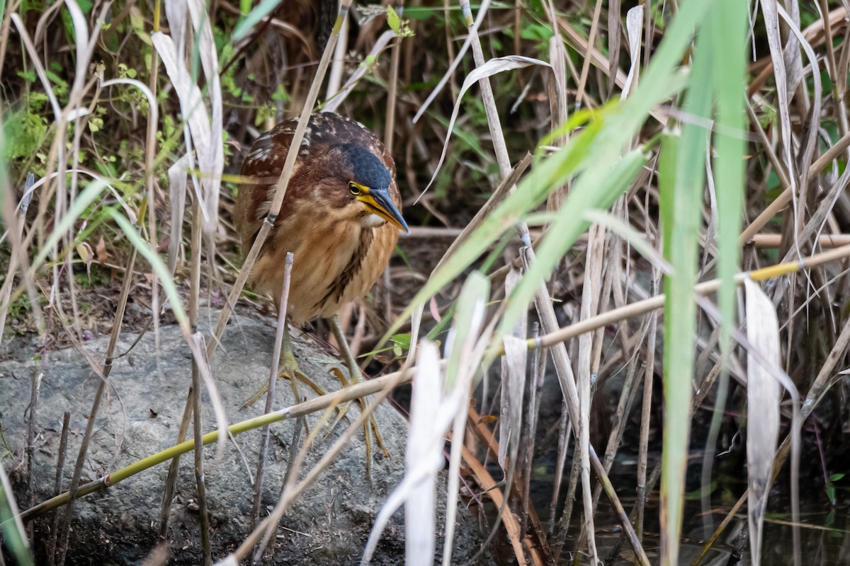 Schrenck's Bittern - ML643335503