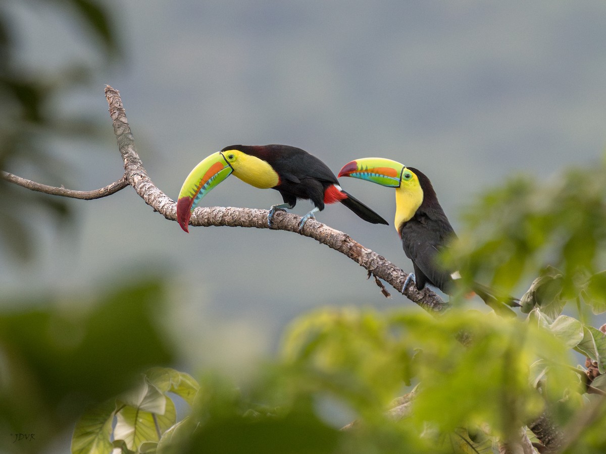 Toucan à carène - ML643335510