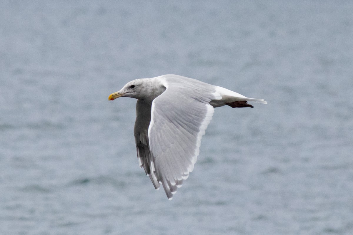 Goéland à ailes grises - ML643335516
