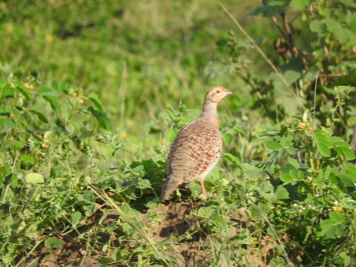 Francolin gris - ML643335517