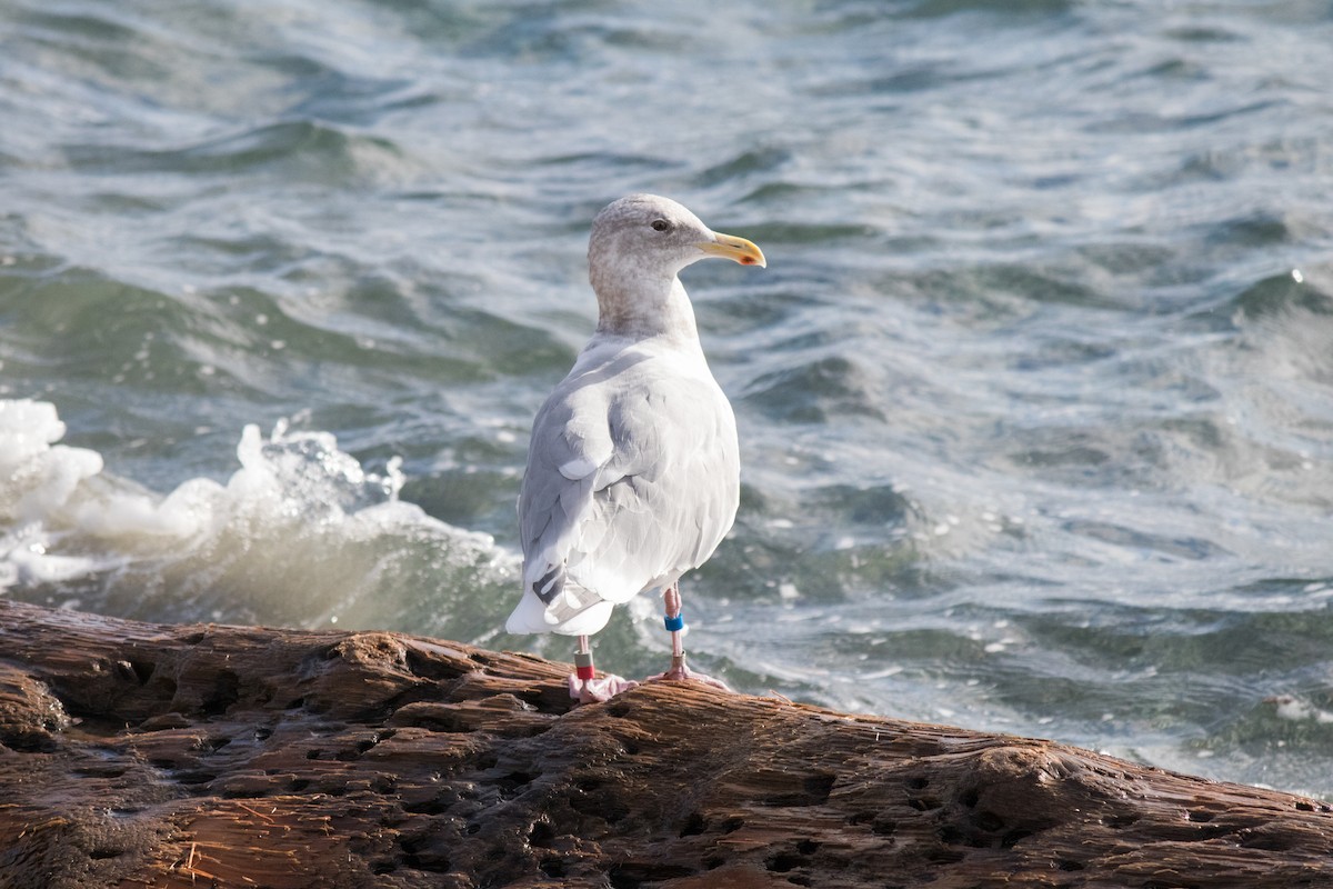 Goéland à ailes grises - ML643335520