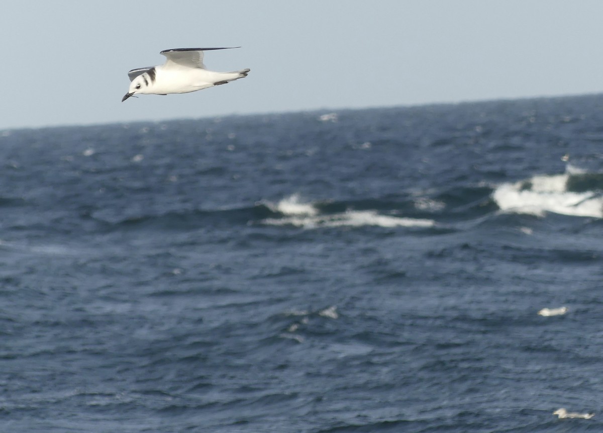 Mouette tridactyle - ML643335524