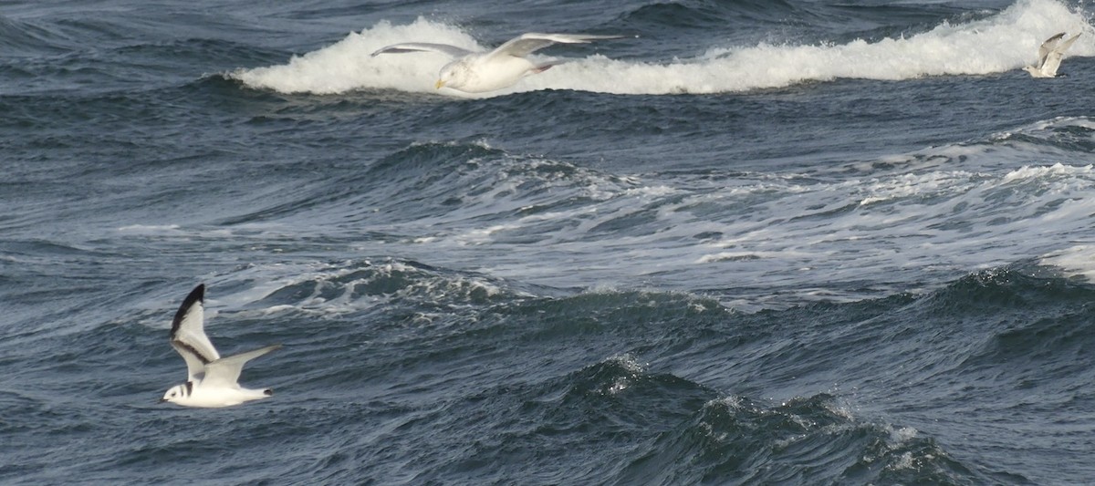 Mouette tridactyle - ML643335527
