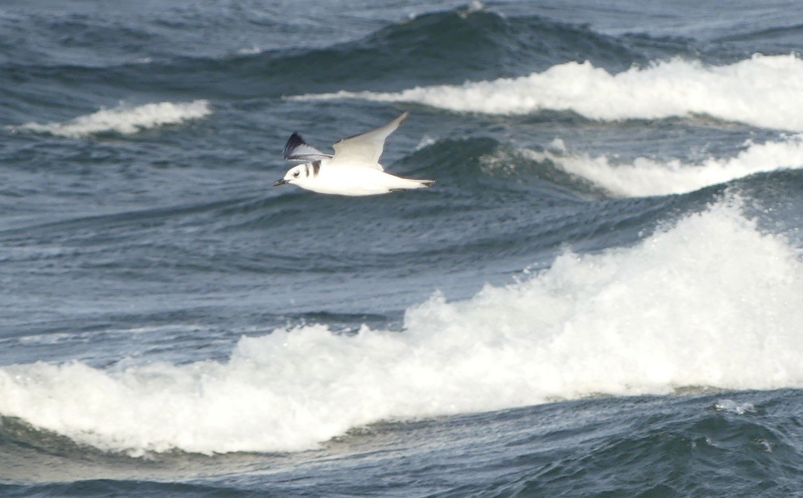 Mouette tridactyle - ML643335528