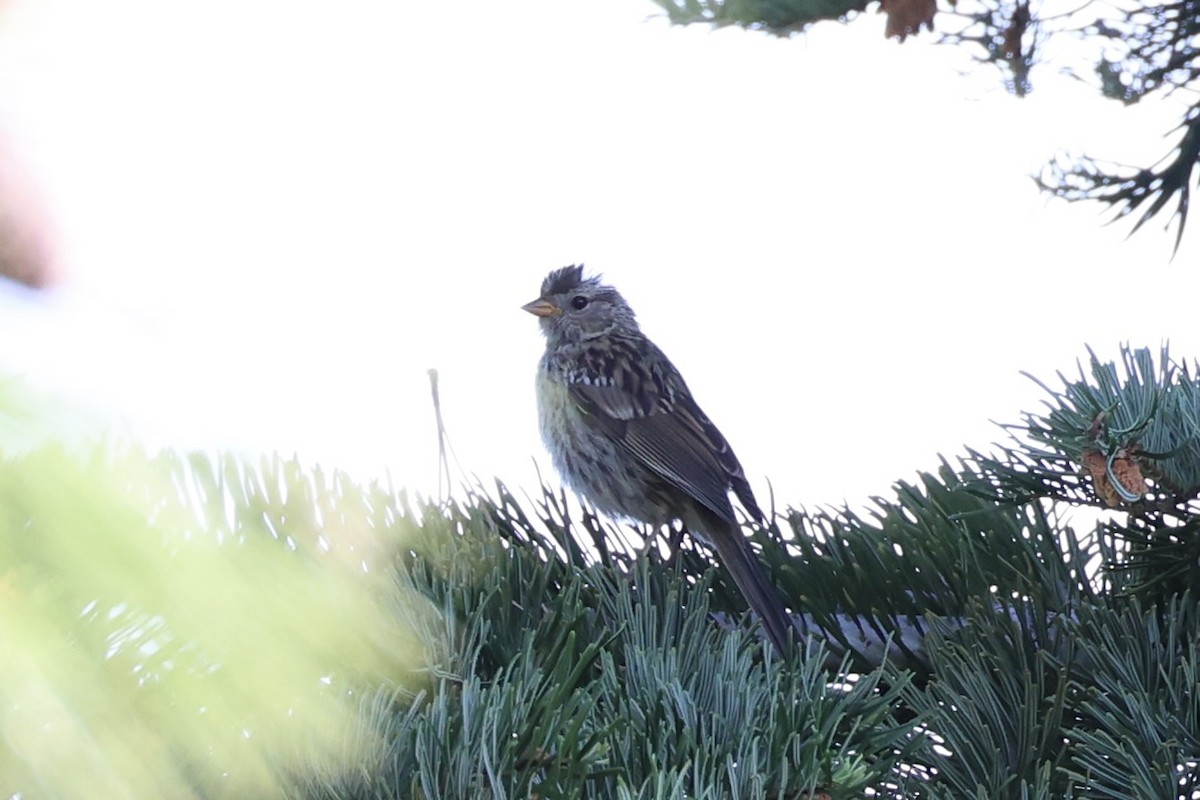 Bruant à couronne blanche - ML643335533