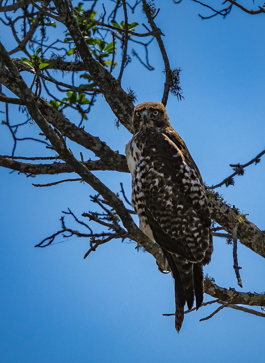 Red-tailed Hawk (calurus/alascensis) - ML643335536