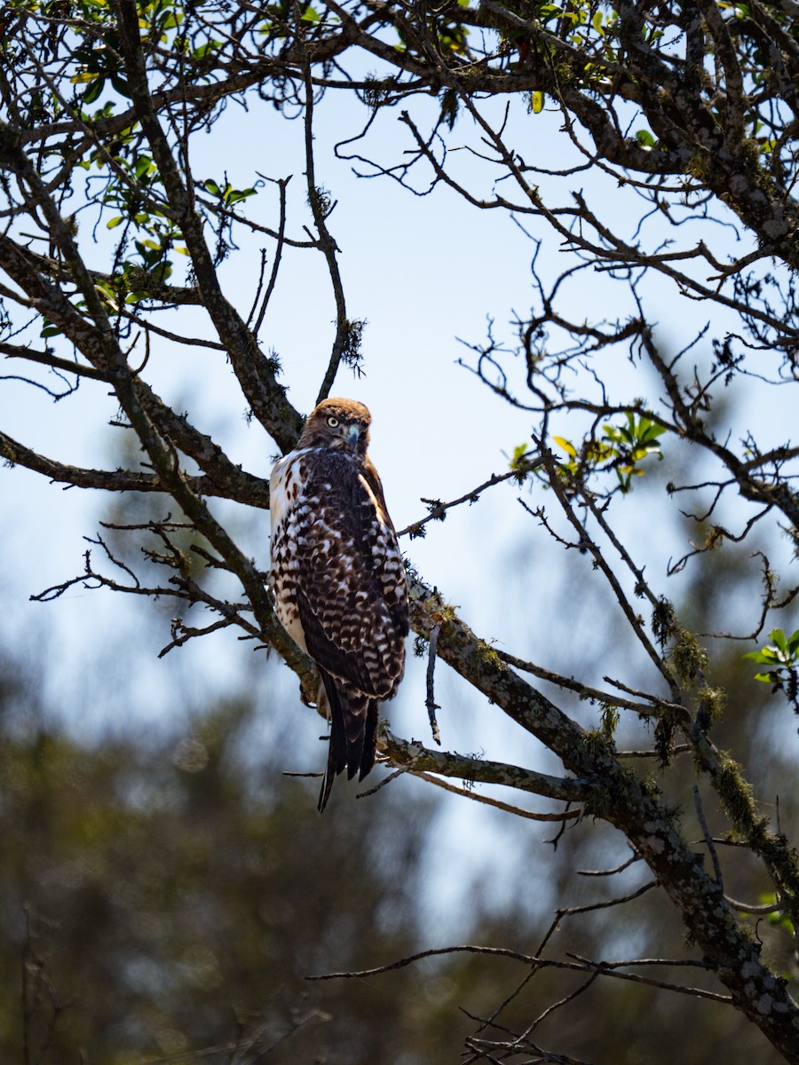 Red-tailed Hawk (calurus/alascensis) - ML643335537