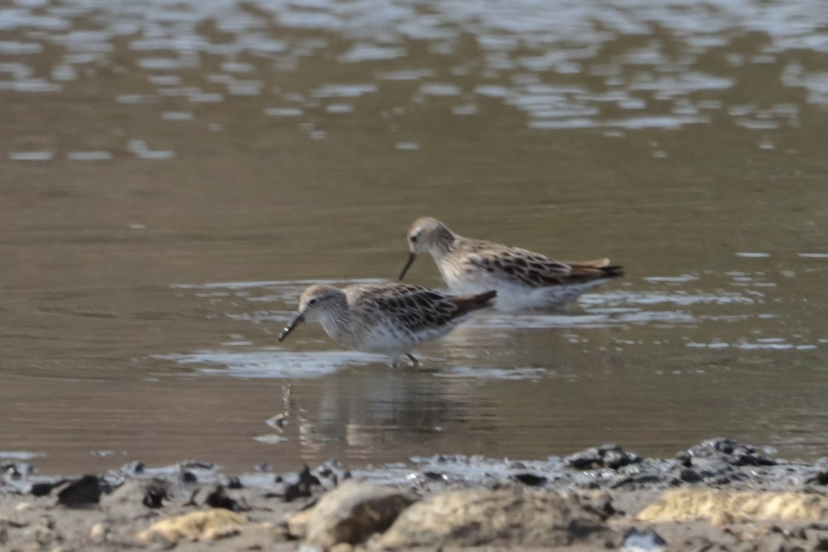Sharp-tailed Sandpiper - ML643335540