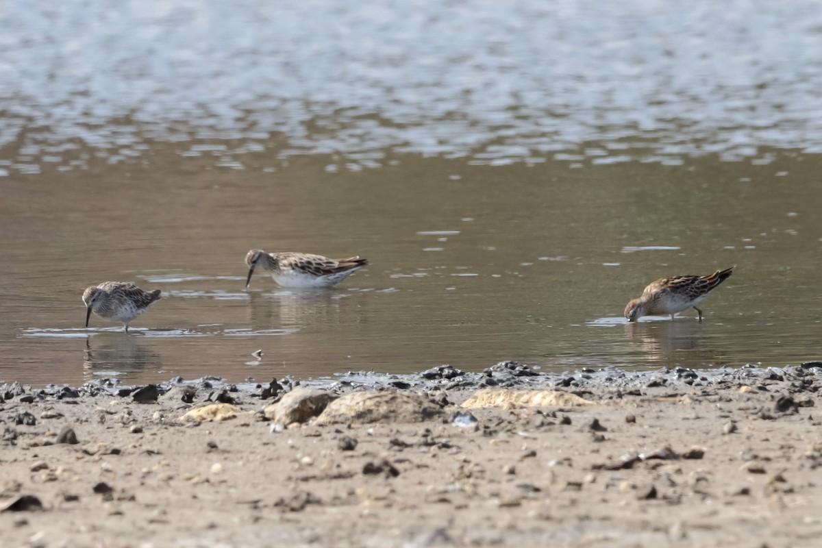 Sharp-tailed Sandpiper - ML643335541