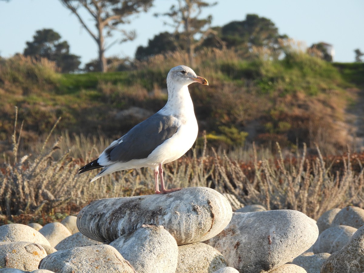 Western Gull - ML643335543