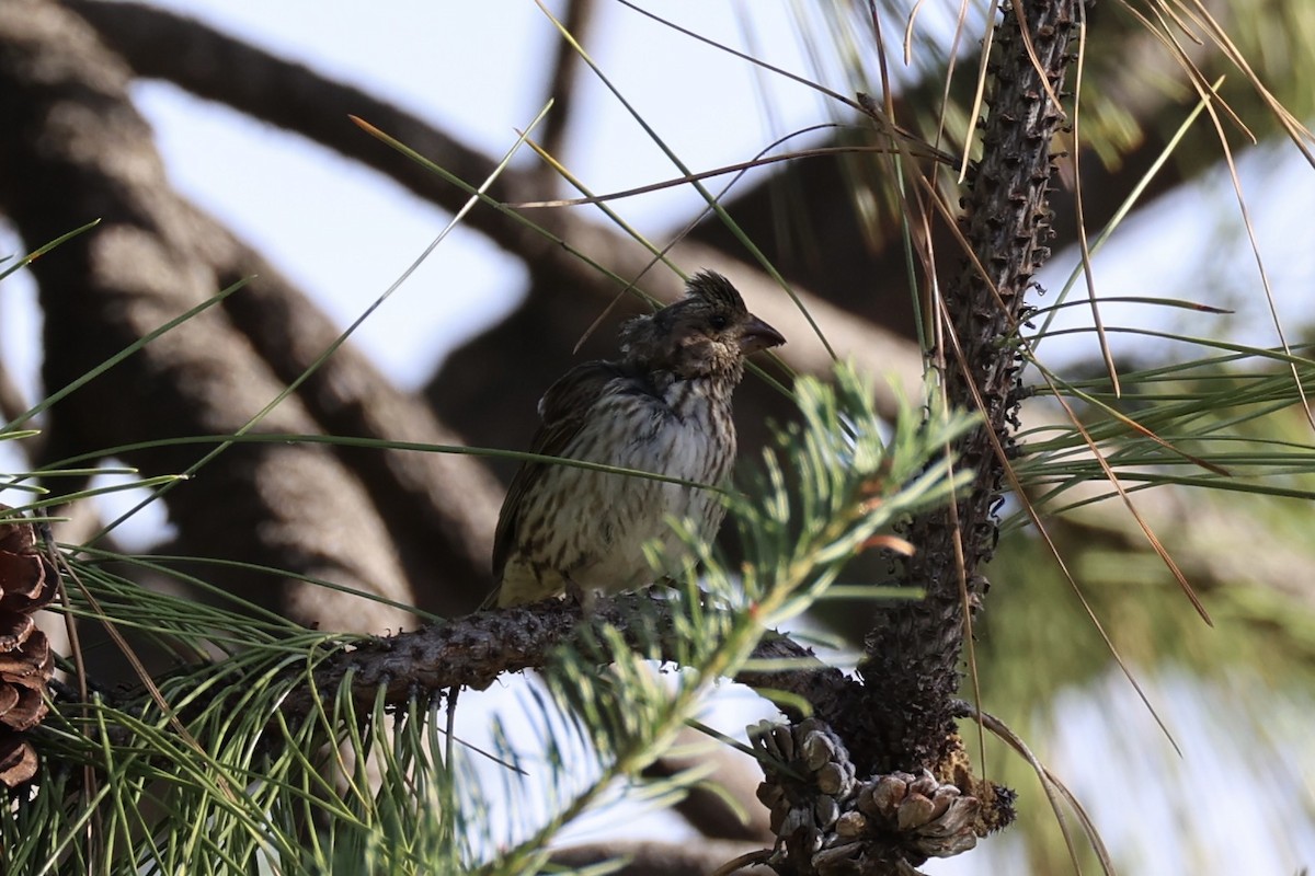 Cassin's Finch - ML643335545