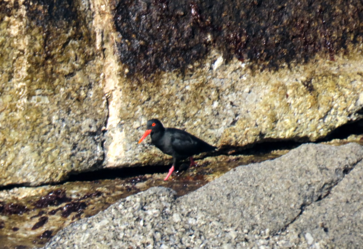 African Oystercatcher - ML643335557