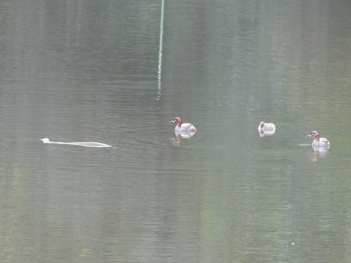 Little Grebe - ML643335561