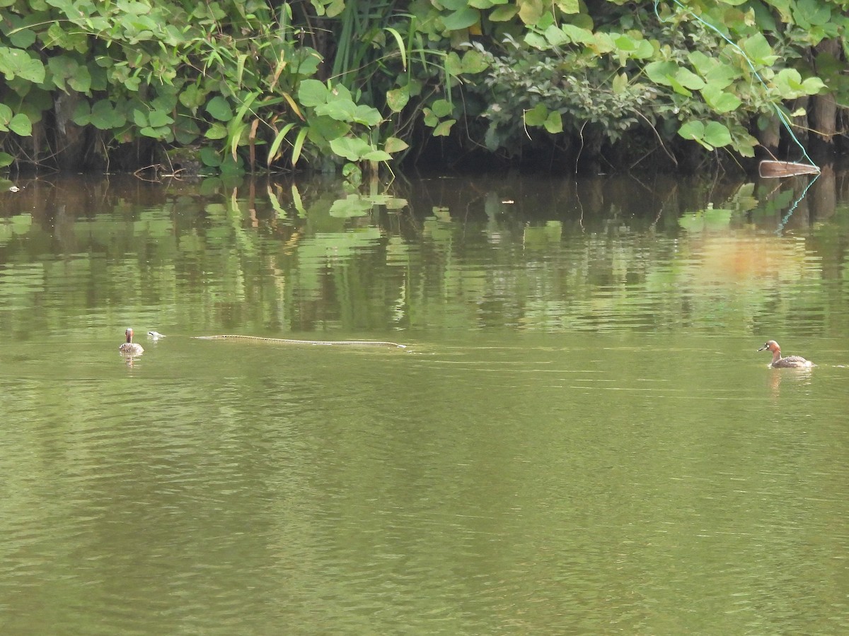 Little Grebe - ML643335564