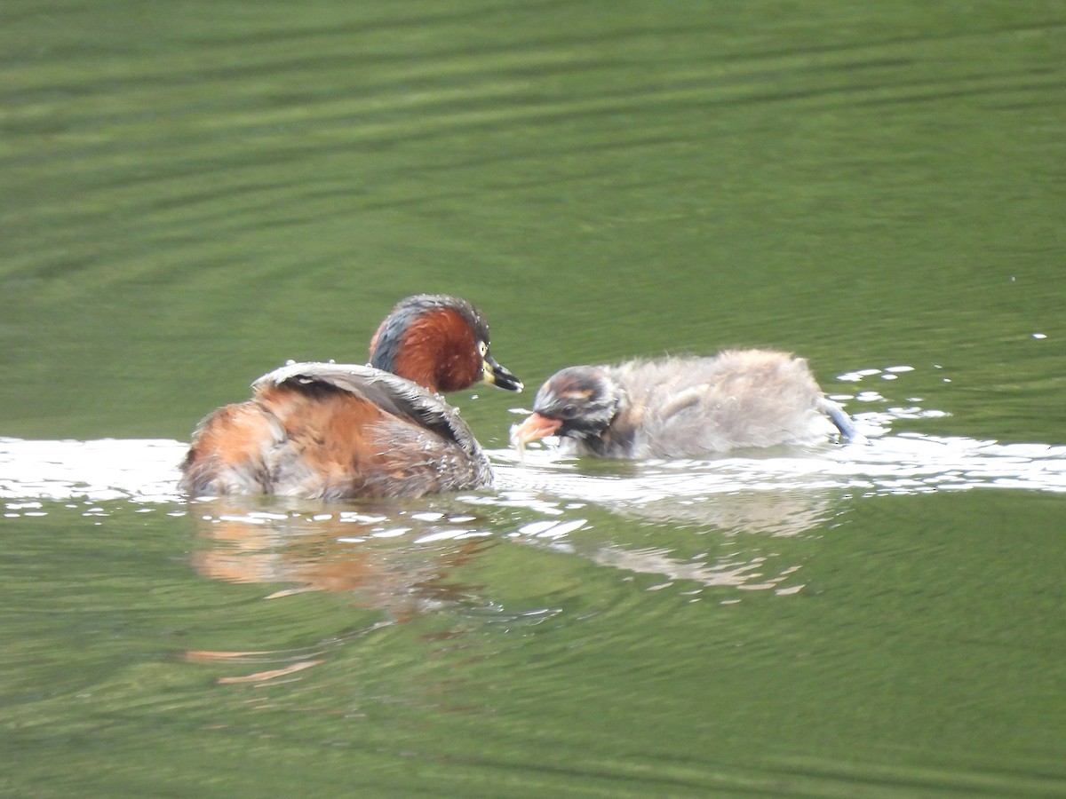 Little Grebe - ML643335571