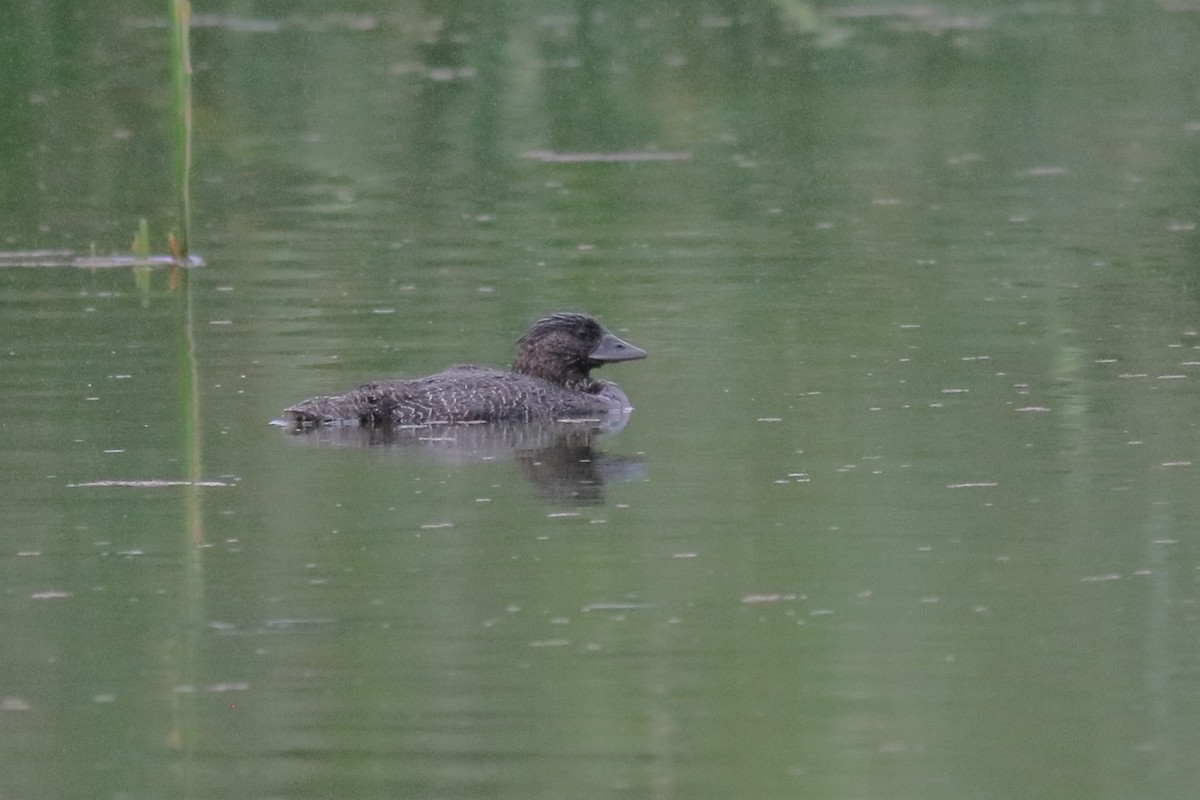 Musk Duck - ML643335578