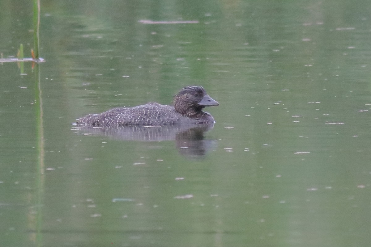 Musk Duck - ML643335579