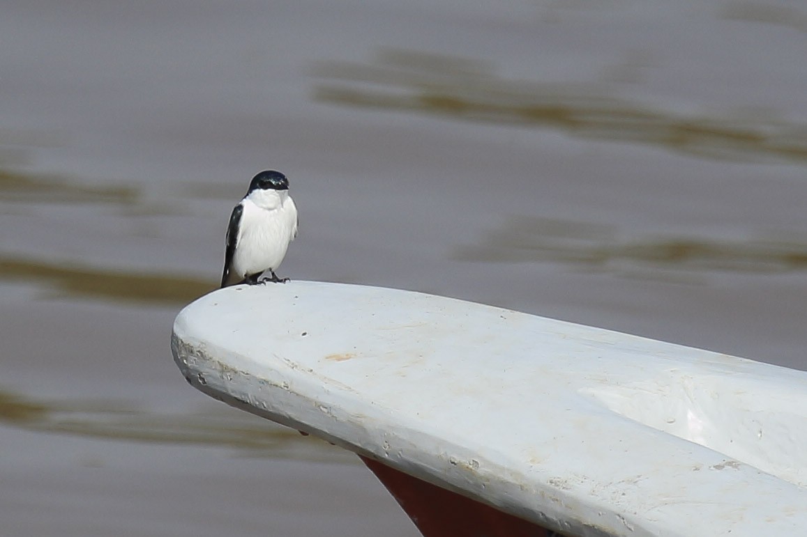 Blue-and-white Swallow - ML643335580