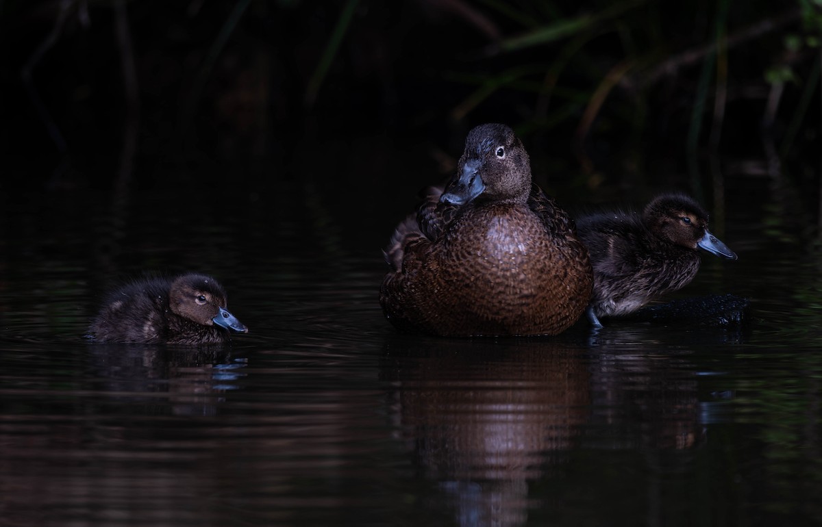 Brown Teal - ML643335582