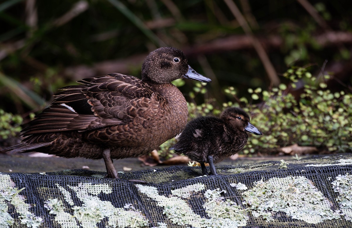 Brown Teal - ML643335585
