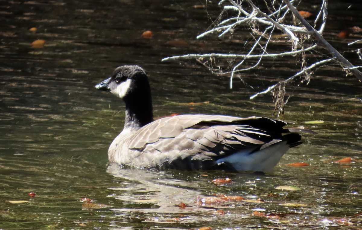 シジュウカラガン - ML643335587
