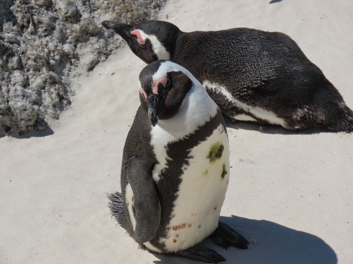 African Penguin - ML643335588