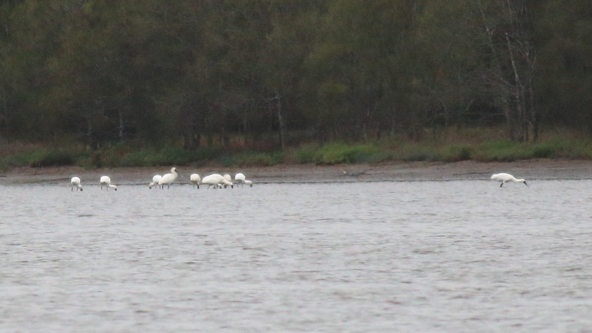 Royal Spoonbill - ML643335591
