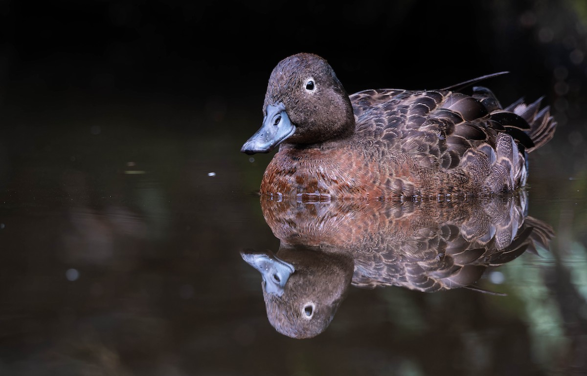Brown Teal - ML643335593