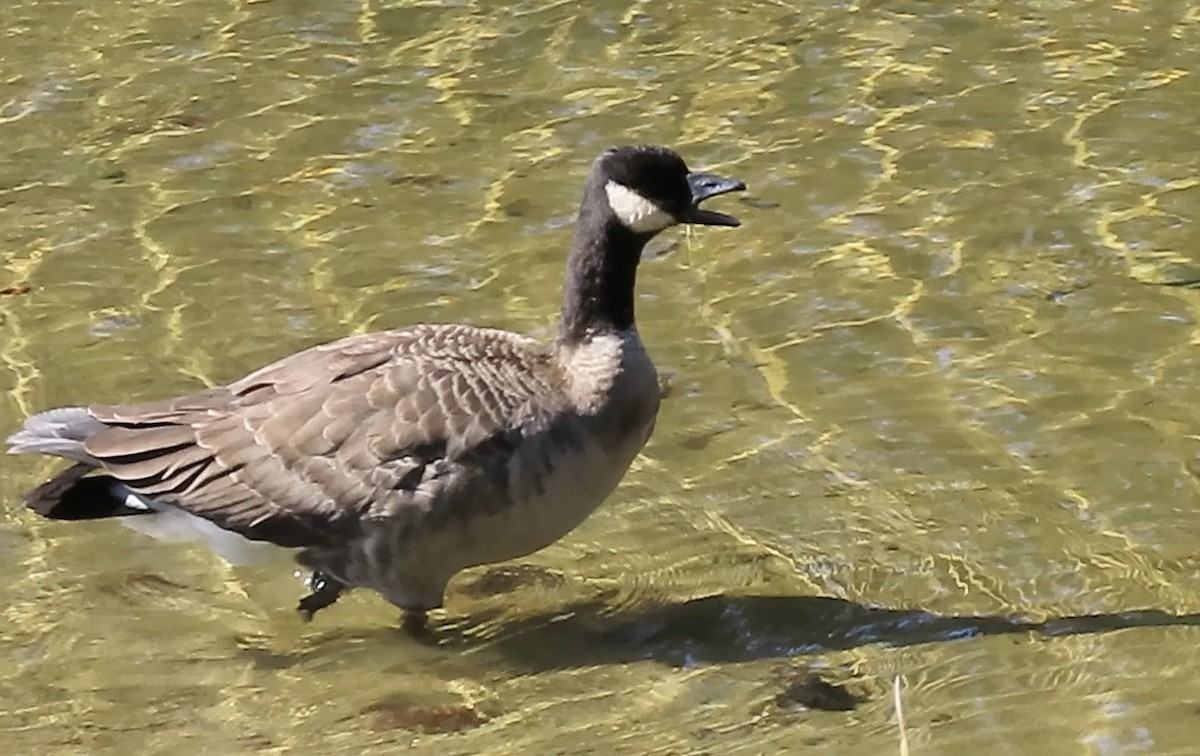 シジュウカラガン - ML643335594