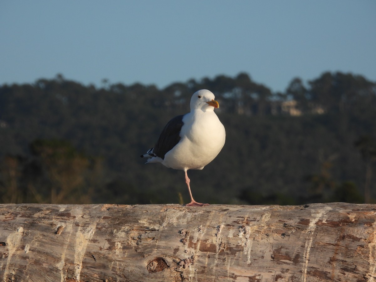 Heermann's Gull - ML643335597