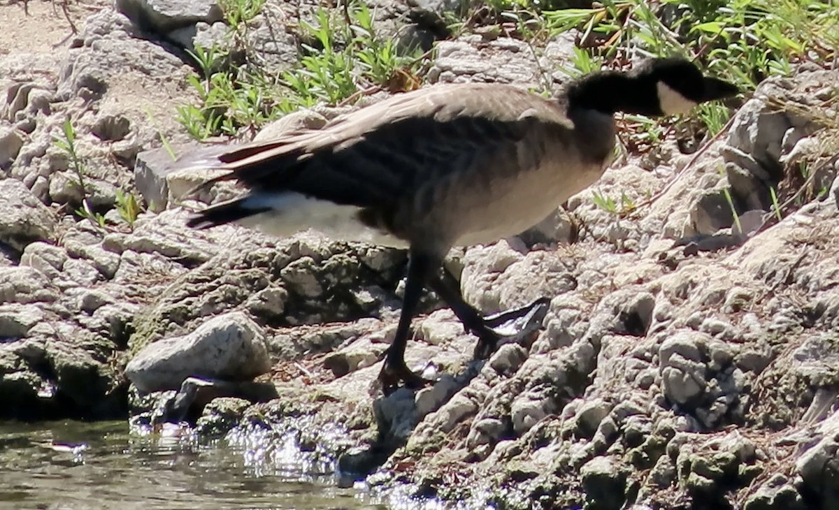 シジュウカラガン - ML643335599