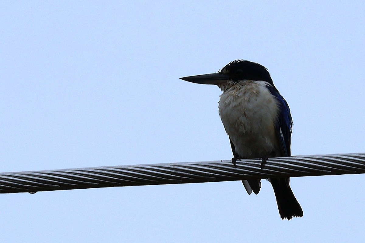 Forest Kingfisher - ML643335601