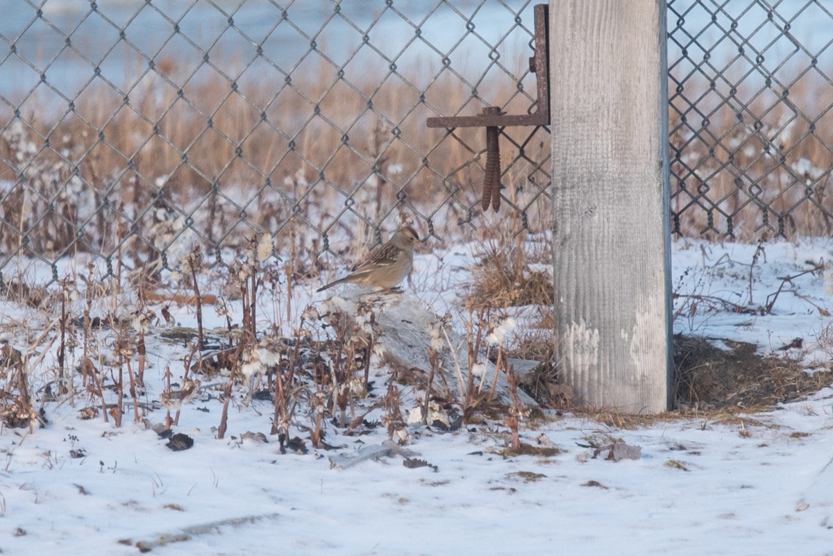 White-crowned Sparrow (Gambel's) - ML643335602