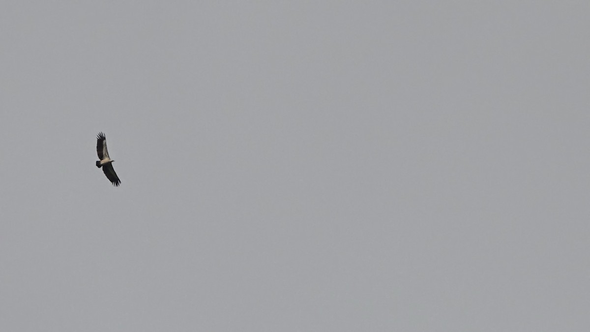 Indian Vulture - ML643335603