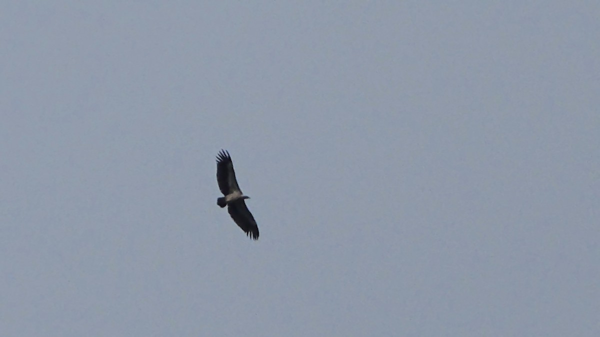 Indian Vulture - ML643335604