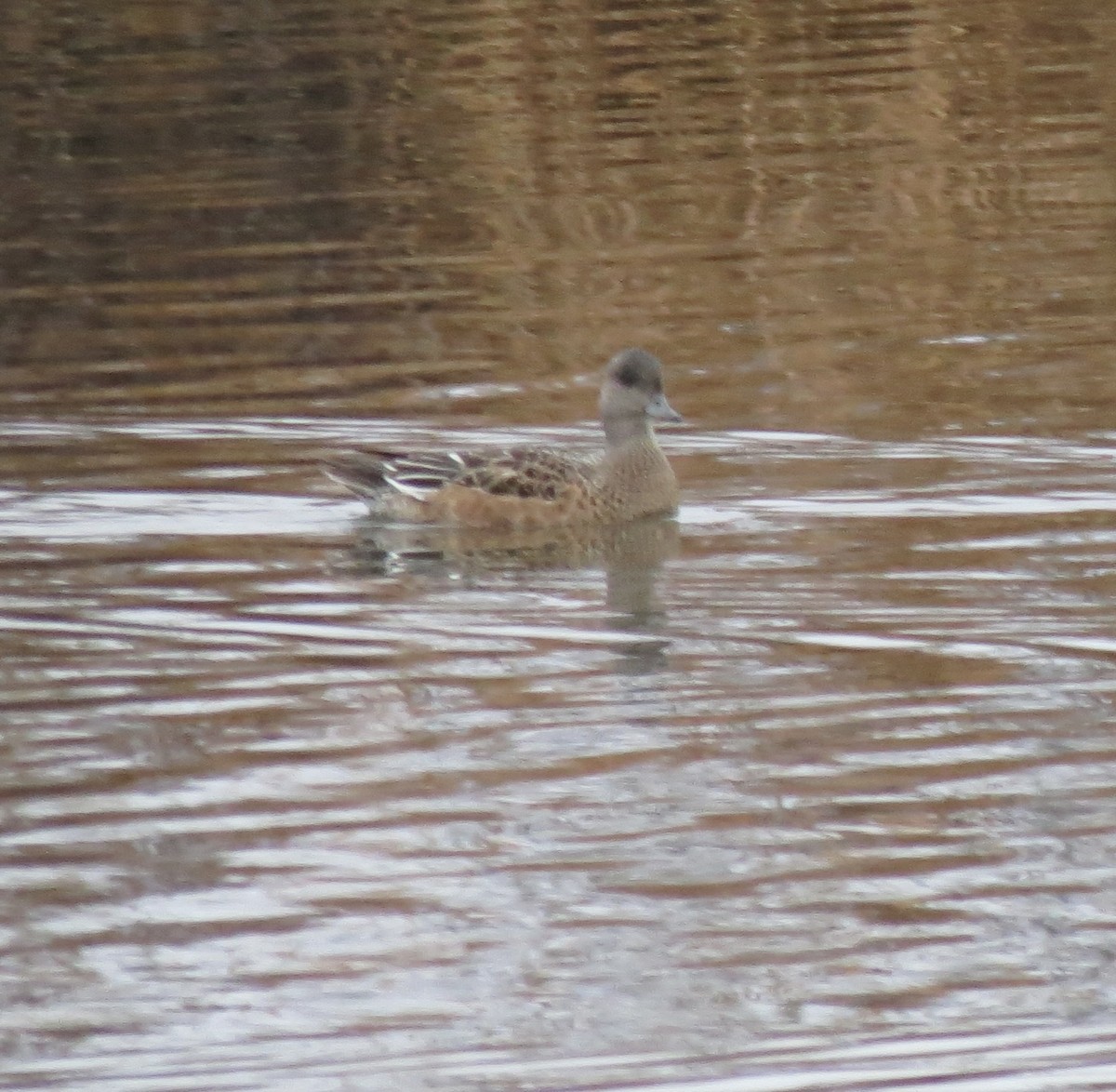 American Wigeon - ML643335607