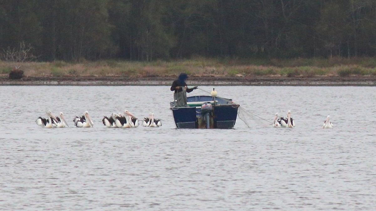 Australian Pelican - ML643335608
