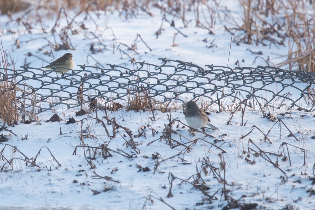 Dark-eyed Junco - ML643335610