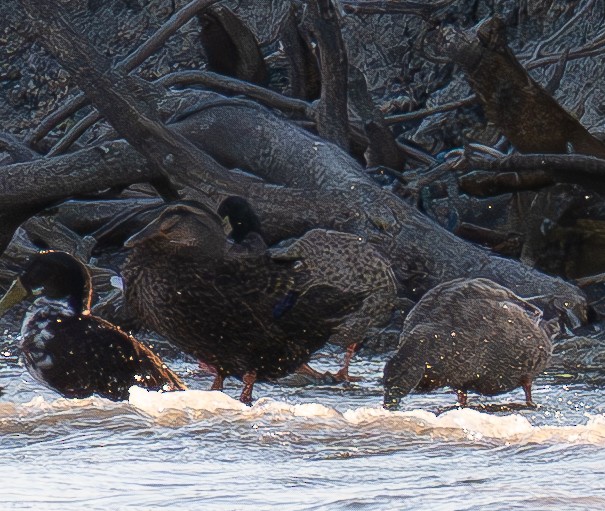 Mottled Duck - ML643335611