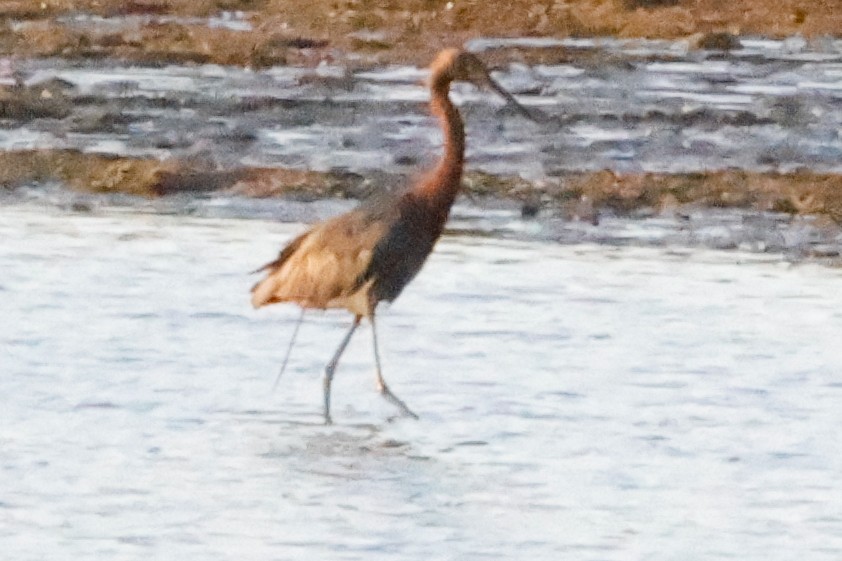 Reddish Egret - ML643335613