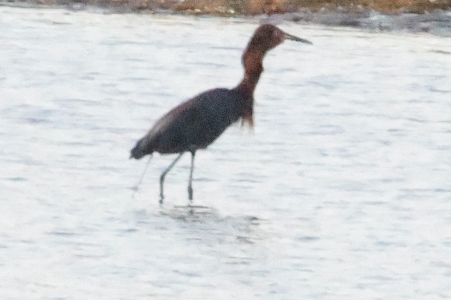 Reddish Egret - ML643335614