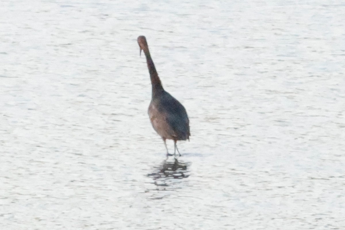 Reddish Egret - ML643335615